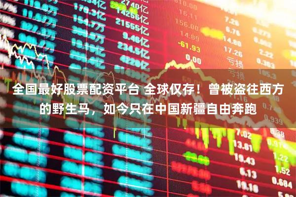 全国最好股票配资平台 全球仅存！曾被盗往西方的野生马，如今只在中国新疆自由奔跑