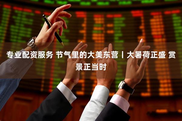 专业配资服务 节气里的大美东营丨大暑荷正盛 赏景正当时
